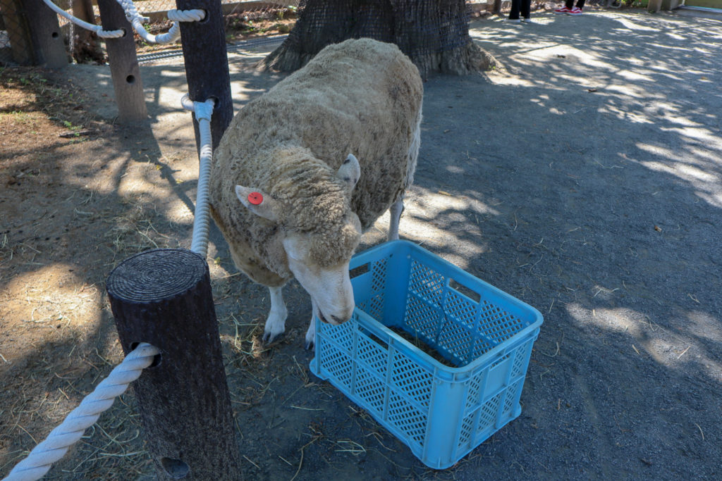 円山動物園