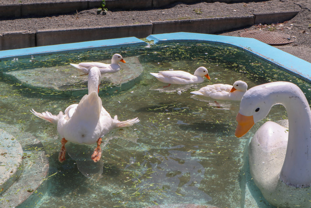 円山動物園