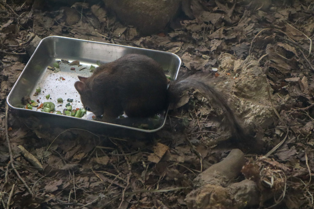 円山動物園で撮影したリスの写真。えさを食べている様子。