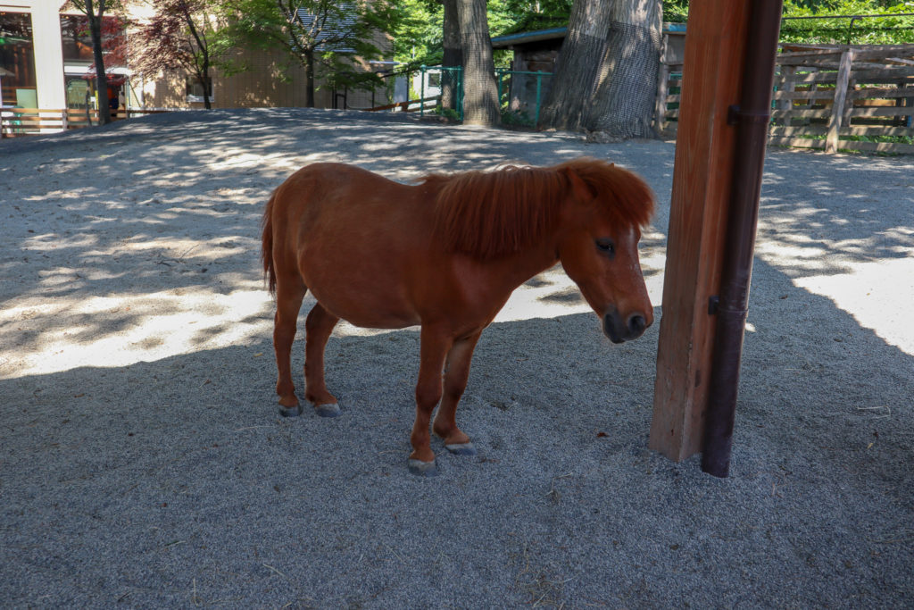 円山動物園で撮影した、馬の写真。