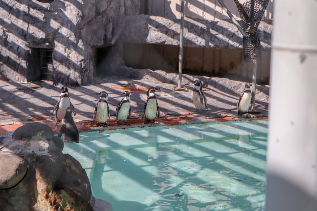 円山動物園で撮影したペンギンの写真。7羽のペンギンが並んでいます。