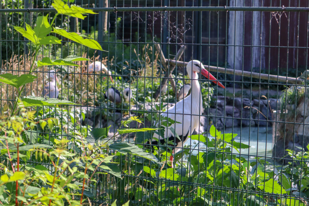 円山動物園