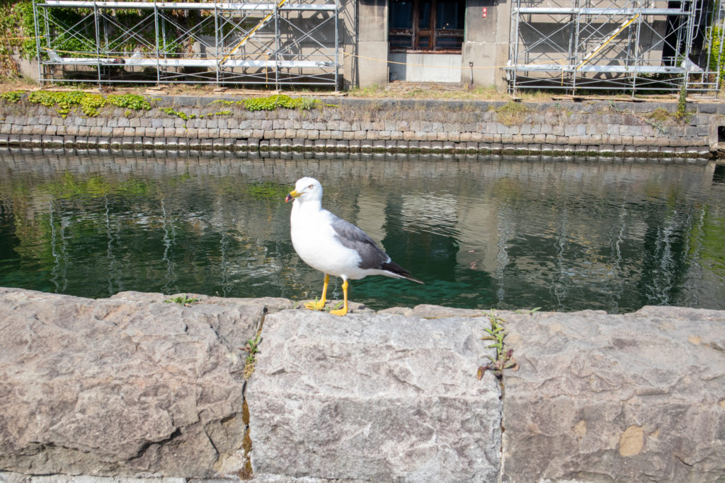 小樽運河で撮影した鳥の写真